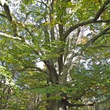ID: Urwald Sababurg SDIM0024 • Titel: Urwald Sababurg   Wald, Hutewald, Alte Bäume, Herbst, Urwald Sababurg, Reinhardswald, Nordhessen : Wald, Hutewald, Alte Bäume, Herbst, Urwald Sababurg, Reinhardswald, Nordhessen