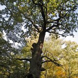 ID: Urwald Sababurg SDIM0025 • Titel: Urwald Sababurg   Wald, Hutewald, Alte Bäume, Herbst, Urwald Sababurg, Reinhardswald, Nordhessen : Wald, Hutewald, Alte Bäume, Herbst, Urwald Sababurg, Reinhardswald, Nordhessen