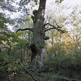 ID: Urwald Sababurg SDIM0026 • Titel: Urwald Sababurg   Wald, Hutewald, Alte Bäume, Herbst, Urwald Sababurg, Reinhardswald, Nordhessen : Wald, Hutewald, Alte Bäume, Herbst, Urwald Sababurg, Reinhardswald, Nordhessen