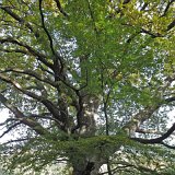ID: Urwald Sababurg SDIM0028 • Titel: Urwald Sababurg   Wald, Hutewald, Alte Bäume, Herbst, Urwald Sababurg, Reinhardswald, Nordhessen : Wald, Hutewald, Alte Bäume, Herbst, Urwald Sababurg, Reinhardswald, Nordhessen