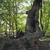 ID: Urwald Sababurg SDIM0029 • Titel: Urwald Sababurg   Wald, Hutewald, Alte Bäume, Herbst, Urwald Sababurg, Reinhardswald, Nordhessen : Wald, Hutewald, Alte Bäume, Herbst, Urwald Sababurg, Reinhardswald, Nordhessen