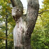 ID: Urwald Sababurg SDIM0031 • Titel: Urwald Sababurg   Wald, Hutewald, Alte Bäume, Herbst, Urwald Sababurg, Reinhardswald, Nordhessen : Wald, Hutewald, Alte Bäume, Herbst, Urwald Sababurg, Reinhardswald, Nordhessen