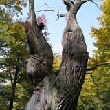ID: Urwald Sababurg SDIM0032 • Titel: Urwald Sababurg   Wald, Hutewald, Alte Bäume, Herbst, Urwald Sababurg, Reinhardswald, Nordhessen : Wald, Hutewald, Alte Bäume, Herbst, Urwald Sababurg, Reinhardswald, Nordhessen