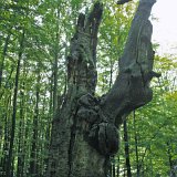 ID: Urwald Sababurg SDIM0035 • Titel: Urwald Sababurg   Wald, Hutewald, Alte Bäume, Herbst, Urwald Sababurg, Reinhardswald, Nordhessen : Wald, Hutewald, Alte Bäume, Herbst, Urwald Sababurg, Reinhardswald, Nordhessen