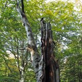 ID: Urwald Sababurg SDIM0036 • Titel: Urwald Sababurg   Wald, Hutewald, Alte Bäume, Herbst, Urwald Sababurg, Reinhardswald, Nordhessen : Wald, Hutewald, Alte Bäume, Herbst, Urwald Sababurg, Reinhardswald, Nordhessen