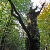 ID: Urwald Sababurg SDIM0037 • Titel: Urwald Sababurg   Wald, Hutewald, Alte Bäume, Herbst, Urwald Sababurg, Reinhardswald, Nordhessen : Wald, Hutewald, Alte Bäume, Herbst, Urwald Sababurg, Reinhardswald, Nordhessen