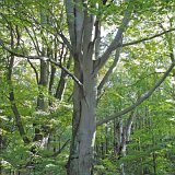 ID: Urwald Sababurg SDIM0043 • Titel: Urwald Sababurg   Wald, Hutewald, Alte Bäume, Herbst, Urwald Sababurg, Reinhardswald, Nordhessen : Wald, Hutewald, Alte Bäume, Herbst, Urwald Sababurg, Reinhardswald, Nordhessen