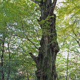 ID: Urwald Sababurg SDIM0046 • Titel: Urwald Sababurg   Wald, Hutewald, Alte Bäume, Herbst, Urwald Sababurg, Reinhardswald, Nordhessen : Wald, Hutewald, Alte Bäume, Herbst, Urwald Sababurg, Reinhardswald, Nordhessen