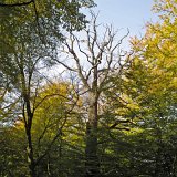 ID: Urwald Sababurg SDIM0047 • Titel: Urwald Sababurg   Wald, Hutewald, Alte Bäume, Herbst, Urwald Sababurg, Reinhardswald, Nordhessen : Wald, Hutewald, Alte Bäume, Herbst, Urwald Sababurg, Reinhardswald, Nordhessen
