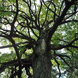 ID: Urwald Sababurg SDIM0048 • Titel: Urwald Sababurg   Wald, Hutewald, Alte Bäume, Herbst, Urwald Sababurg, Reinhardswald, Nordhessen : Wald, Hutewald, Alte Bäume, Herbst, Urwald Sababurg, Reinhardswald, Nordhessen