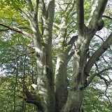 ID: Urwald Sababurg SDIM0050 • Titel: Urwald Sababurg   Wald, Hutewald, Alte Bäume, Herbst, Urwald Sababurg, Reinhardswald, Nordhessen : Wald, Hutewald, Alte Bäume, Herbst, Urwald Sababurg, Reinhardswald, Nordhessen