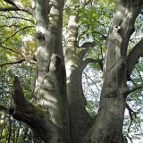 ID: Urwald Sababurg SDIM0051 • Titel: Urwald Sababurg   Wald, Hutewald, Alte Bäume, Herbst, Urwald Sababurg, Reinhardswald, Nordhessen : Wald, Hutewald, Alte Bäume, Herbst, Urwald Sababurg, Reinhardswald, Nordhessen