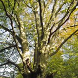 ID: Urwald Sababurg SDIM0053 • Titel: Urwald Sababurg   Wald, Hutewald, Alte Bäume, Herbst, Urwald Sababurg, Reinhardswald, Nordhessen : Wald, Hutewald, Alte Bäume, Herbst, Urwald Sababurg, Reinhardswald, Nordhessen