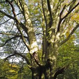 ID: Urwald Sababurg SDIM0054 • Titel: Urwald Sababurg   Wald, Hutewald, Alte Bäume, Herbst, Urwald Sababurg, Reinhardswald, Nordhessen : Wald, Hutewald, Alte Bäume, Herbst, Urwald Sababurg, Reinhardswald, Nordhessen