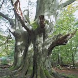 ID: Urwald Sababurg SDIM0055 • Titel: Urwald Sababurg   Wald, Hutewald, Alte Bäume, Herbst, Urwald Sababurg, Reinhardswald, Nordhessen : Wald, Hutewald, Alte Bäume, Herbst, Urwald Sababurg, Reinhardswald, Nordhessen