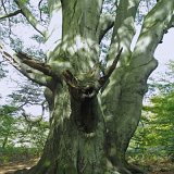ID: Urwald Sababurg SDIM0056 • Titel: Urwald Sababurg   Wald, Hutewald, Alte Bäume, Herbst, Urwald Sababurg, Reinhardswald, Nordhessen : Wald, Hutewald, Alte Bäume, Herbst, Urwald Sababurg, Reinhardswald, Nordhessen