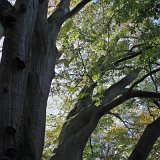 ID: Urwald Sababurg SDIM0057 • Titel: Urwald Sababurg   Wald, Hutewald, Alte Bäume, Herbst, Urwald Sababurg, Reinhardswald, Nordhessen : Wald, Hutewald, Alte Bäume, Herbst, Urwald Sababurg, Reinhardswald, Nordhessen
