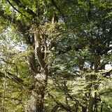 ID: Urwald Sababurg SDIM0058 • Titel: Urwald Sababurg   Wald, Hutewald, Alte Bäume, Herbst, Urwald Sababurg, Reinhardswald, Nordhessen : Wald, Hutewald, Alte Bäume, Herbst, Urwald Sababurg, Reinhardswald, Nordhessen