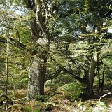 ID: Urwald Sababurg SDIM0059 • Titel: Urwald Sababurg   Wald, Hutewald, Alte Bäume, Herbst, Urwald Sababurg, Reinhardswald, Nordhessen : Wald, Hutewald, Alte Bäume, Herbst, Urwald Sababurg, Reinhardswald, Nordhessen
