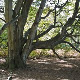 ID: Urwald Sababurg SDIM0060 • Titel: Urwald Sababurg   Wald, Hutewald, Alte Bäume, Herbst, Urwald Sababurg, Reinhardswald, Nordhessen : Wald, Hutewald, Alte Bäume, Herbst, Urwald Sababurg, Reinhardswald, Nordhessen