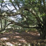 ID: Urwald Sababurg SDIM0061 • Titel: Urwald Sababurg   Wald, Hutewald, Alte Bäume, Herbst, Urwald Sababurg, Reinhardswald, Nordhessen : Wald, Hutewald, Alte Bäume, Herbst, Urwald Sababurg, Reinhardswald, Nordhessen