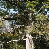 ID: Urwald Sababurg SDIM0063 • Titel: Urwald Sababurg   Wald, Hutewald, Alte Bäume, Herbst, Urwald Sababurg, Reinhardswald, Nordhessen : Wald, Hutewald, Alte Bäume, Herbst, Urwald Sababurg, Reinhardswald, Nordhessen