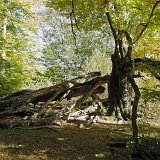 ID: Urwald Sababurg SDIM0064 • Titel: Urwald Sababurg   Wald, Hutewald, Alte Bäume, Herbst, Urwald Sababurg, Reinhardswald, Nordhessen : Wald, Hutewald, Alte Bäume, Herbst, Urwald Sababurg, Reinhardswald, Nordhessen