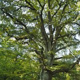 ID: Urwald Sababurg SDIM0065 • Titel: Urwald Sababurg   Wald, Hutewald, Alte Bäume, Herbst, Urwald Sababurg, Reinhardswald, Nordhessen : Wald, Hutewald, Alte Bäume, Herbst, Urwald Sababurg, Reinhardswald, Nordhessen