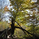 ID: Urwald Sababurg SDIM0066 • Titel: Urwald Sababurg   Wald, Hutewald, Alte Bäume, Herbst, Urwald Sababurg, Reinhardswald, Nordhessen : Wald, Hutewald, Alte Bäume, Herbst, Urwald Sababurg, Reinhardswald, Nordhessen