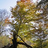 ID: Urwald Sababurg SDIM0067 • Titel: Urwald Sababurg   Wald, Hutewald, Alte Bäume, Herbst, Urwald Sababurg, Reinhardswald, Nordhessen : Wald, Hutewald, Alte Bäume, Herbst, Urwald Sababurg, Reinhardswald, Nordhessen