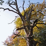 ID: Urwald Sababurg SDIM0069 • Titel: Urwald Sababurg   Wald, Hutewald, Alte Bäume, Herbst, Urwald Sababurg, Reinhardswald, Nordhessen : Wald, Hutewald, Alte Bäume, Herbst, Urwald Sababurg, Reinhardswald, Nordhessen