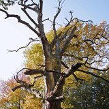 ID: Urwald Sababurg SDIM0070 • Titel: Urwald Sababurg   Wald, Hutewald, Alte Bäume, Herbst, Urwald Sababurg, Reinhardswald, Nordhessen : Wald, Hutewald, Alte Bäume, Herbst, Urwald Sababurg, Reinhardswald, Nordhessen