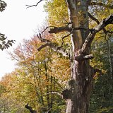 ID: Urwald Sababurg SDIM0071 • Titel: Urwald Sababurg   Wald, Hutewald, Alte Bäume, Herbst, Urwald Sababurg, Reinhardswald, Nordhessen : Wald, Hutewald, Alte Bäume, Herbst, Urwald Sababurg, Reinhardswald, Nordhessen