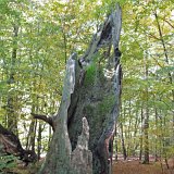 ID: Urwald Sababurg SDIM0074 • Titel: Urwald Sababurg   Wald, Hutewald, Alte Bäume, Herbst, Urwald Sababurg, Reinhardswald, Nordhessen : Wald, Hutewald, Alte Bäume, Herbst, Urwald Sababurg, Reinhardswald, Nordhessen
