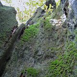 ID: Urwald Sababurg SDIM0075 • Titel: Urwald Sababurg   Wald, Hutewald, Alte Bäume, Herbst, Urwald Sababurg, Reinhardswald, Nordhessen : Wald, Hutewald, Alte Bäume, Herbst, Urwald Sababurg, Reinhardswald, Nordhessen