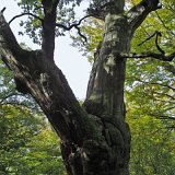 ID: Urwald Sababurg SDIM0076 • Titel: Urwald Sababurg   Wald, Hutewald, Alte Bäume, Herbst, Urwald Sababurg, Reinhardswald, Nordhessen : Wald, Hutewald, Alte Bäume, Herbst, Urwald Sababurg, Reinhardswald, Nordhessen