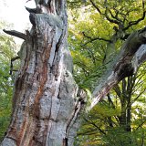 ID: Urwald Sababurg SDIM0077 • Titel: Urwald Sababurg   Wald, Hutewald, Alte Bäume, Herbst, Urwald Sababurg, Reinhardswald, Nordhessen : Wald, Hutewald, Alte Bäume, Herbst, Urwald Sababurg, Reinhardswald, Nordhessen