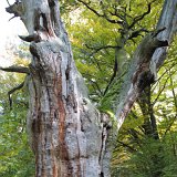 ID: Urwald Sababurg SDIM0078 • Titel: Urwald Sababurg   Wald, Hutewald, Alte Bäume, Herbst, Urwald Sababurg, Reinhardswald, Nordhessen : Wald, Hutewald, Alte Bäume, Herbst, Urwald Sababurg, Reinhardswald, Nordhessen