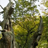 ID: Urwald Sababurg SDIM0079 • Titel: Urwald Sababurg   Wald, Hutewald, Alte Bäume, Herbst, Urwald Sababurg, Reinhardswald, Nordhessen : Wald, Hutewald, Alte Bäume, Herbst, Urwald Sababurg, Reinhardswald, Nordhessen