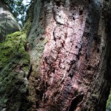 ID: Urwald Sababurg SDIM0081 • Titel: Urwald Sababurg   Wald, Hutewald, Alte Bäume, Herbst, Urwald Sababurg, Reinhardswald, Nordhessen : Wald, Hutewald, Alte Bäume, Herbst, Urwald Sababurg, Reinhardswald, Nordhessen