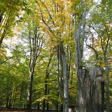 ID: Urwald Sababurg SDIM0082 • Titel: Urwald Sababurg   Wald, Hutewald, Alte Bäume, Herbst, Urwald Sababurg, Reinhardswald, Nordhessen : Wald, Hutewald, Alte Bäume, Herbst, Urwald Sababurg, Reinhardswald, Nordhessen