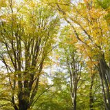 ID: Urwald Sababurg SDIM0083 • Titel: Urwald Sababurg   Wald, Hutewald, Alte Bäume, Herbst, Urwald Sababurg, Reinhardswald, Nordhessen : Wald, Hutewald, Alte Bäume, Herbst, Urwald Sababurg, Reinhardswald, Nordhessen