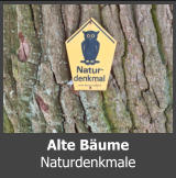Alte Bume Naturdenkmale