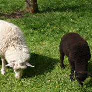 Schafe wei und schwarz PICTUREDESIGN