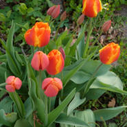 Tulpen im Garten PICTUREDESIGN